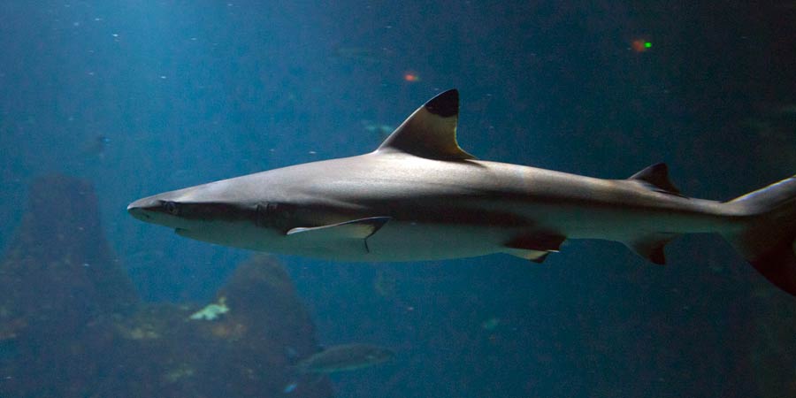 Requin a pointes noires dans eaux profondes de l'océan